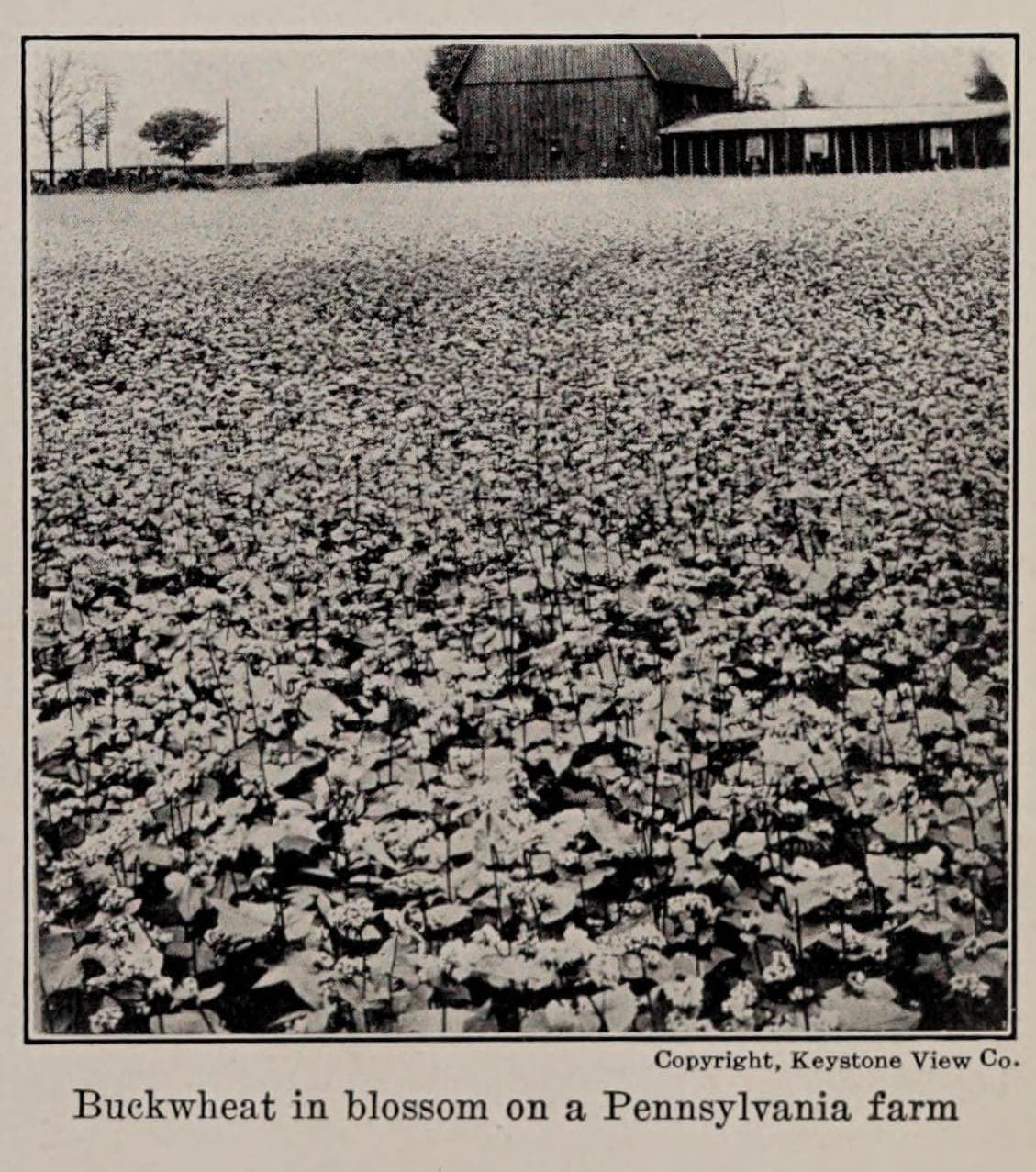 Buckwheat Blossom Farm