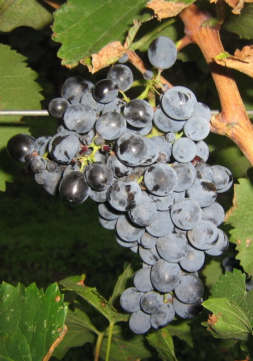 Teliani Valley Winery